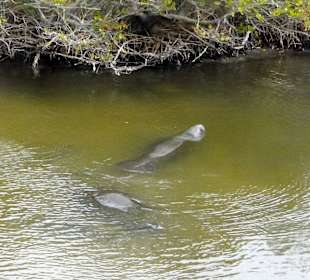 Seekühe gibt es auch zu sehen!