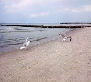 Strand Dierhagen