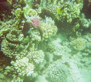 Ein kleiner Teil des Riffes