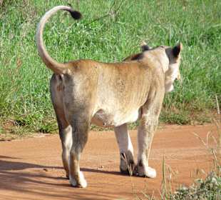 Unser erstes Wildtier bei der Safari