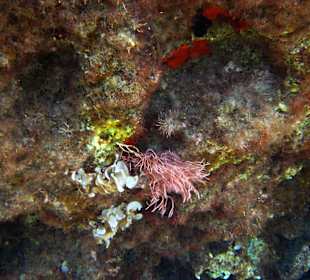 Šnorchlování v oblasti Kalithea