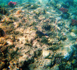 Schnorcheln am Hausriff