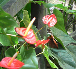 Landausflug St.Lucia