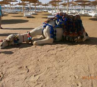 "Mozes" am Dana-Beach