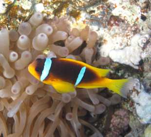 Hausriff Hotel Makadi Spa