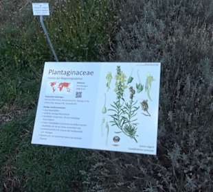 Botanischer Garten München