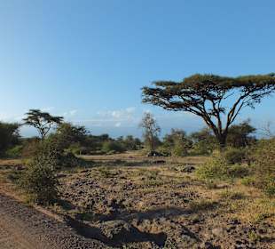 Bäume  außerhalb vom Nationalpark