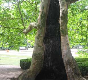 Park przy Pałacu w Nieborowie