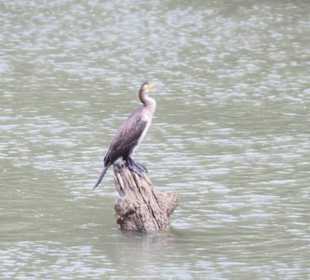 Boot der anderen Art
