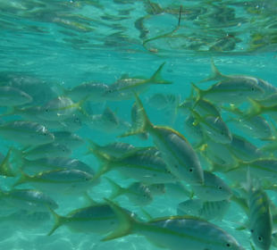 Paradies Insel