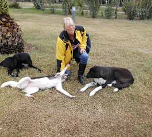 3 Hunde am Boulevard