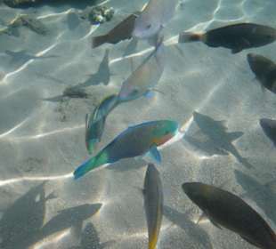 So viele bunte Fische