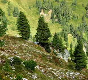 Vegetation an den Berghängen