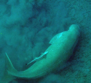 Dugong, Mai 2015