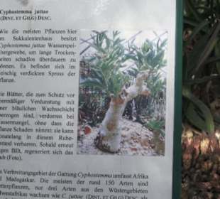 Botanischer Garten