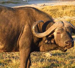 Tsavo West / - Ost / Amboselli