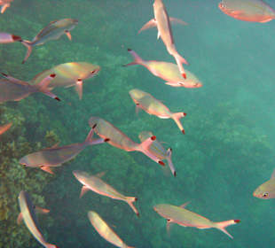Fische im Hausriff Tulip Resort