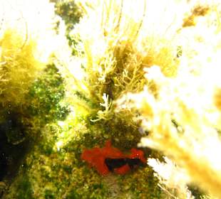 Šnorchlování v oblasti Kalithea