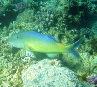 Gelbsattel-Meerbarbe