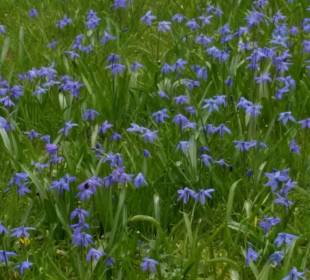 "Blaue Wiese" im Nordpark