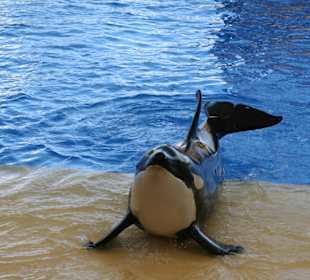 Orca Show
