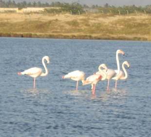 Flamingos
