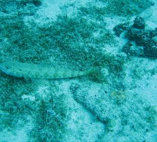 Unterwasserwelt Grenada