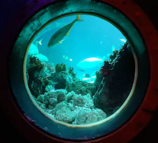 Sea-Life Aquarium in Speyer