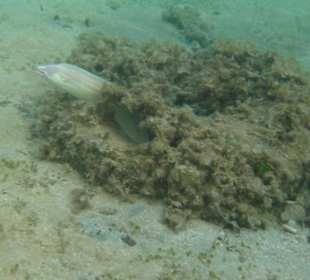 Graue Muräne - Hotel Bella Vista