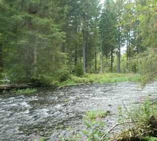 Wunderbare Wanderung am Großen Regen