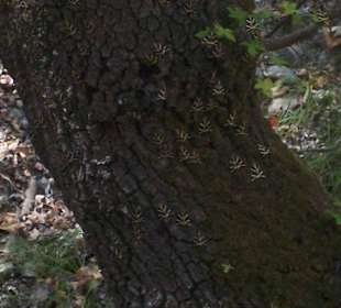 Schmetterlingstal Rhodos