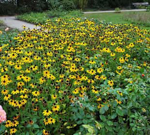 Eindrücke aus dem herbstlichen Rosengarten