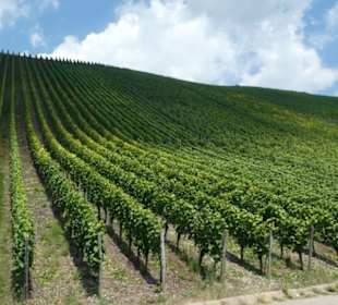 Die Weinberge von Escherndorf