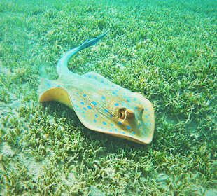 Schnorcheln Marsa Alam