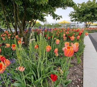 Blühende Blumenpracht