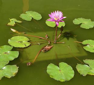Kwiat lotosu w jednej z sadzawek Yogyakarty