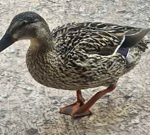 Besucher des Lokals 