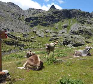 Almidyll am Haslgruber Joch 2400m