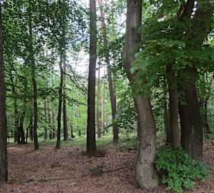 Rundwanderweg Totenkopfhütte-Hellerhütte-Totenkopf