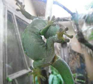 La Vanille Crocodile Park