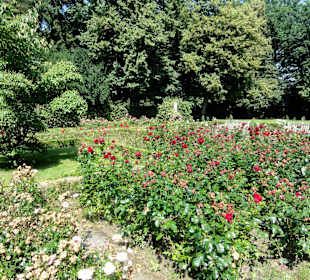 Spaziergang durch den Rosengarten