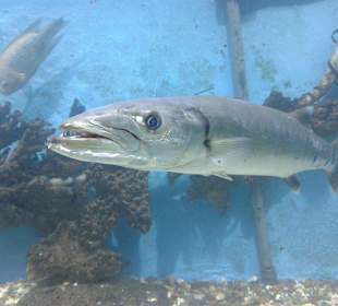 Aquarium in Hurghada