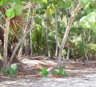 Wildwuchs am Strand