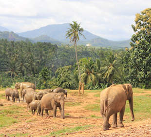 Elefantenwaisenhaus von  Pinnawela