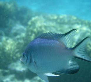 Schönes Fischi