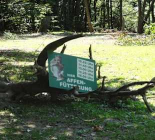 Affenfütterung