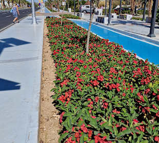 Stadtrundgang Sharm el Sheikh/Na'ama Bay