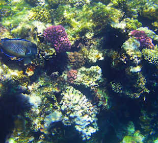 Schnorcheln Marsa Alam
