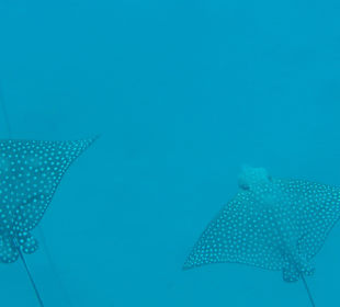 Adlerrochen am Hotelriff