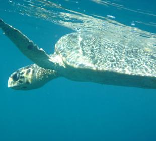 Hausriff - Schildkröte